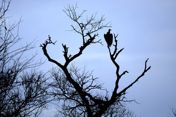 Vulture on dead tree trunk, Kruger National park, South Africa