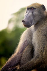 Large baboon male, Kruger National park, South Africa