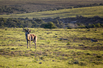 Kudu bull, Addo Elephant National Park, South Africa