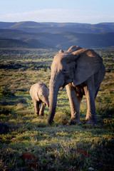 Elephant and cute elephant calf, Addo Elephant National Park, South Africa