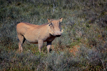 Wild warthog, Addo Elephant National Park, South Africa