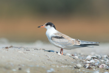 Juvenile common tern