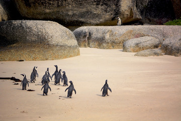 African Penguin colony, Boulders, Cape Town, South Africa