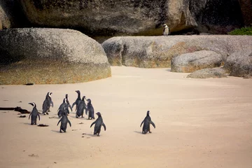 Muurstickers African Penguin colony, Boulders, Cape Town, South Africa © alexpermyakov