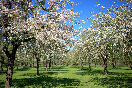 Beautiful orchard in blossom, Somerset, UK
