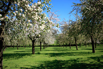 Beautiful orchard in blossom, Somerset, UK