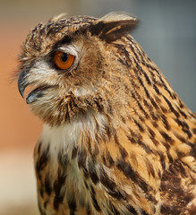 Eagle owl close up looking left
