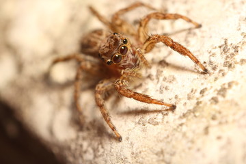 Jumping spider