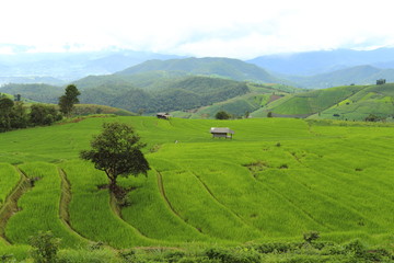 Rice terraces in Mae Chaem at Thailand