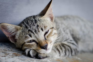 Small Kitty sleep