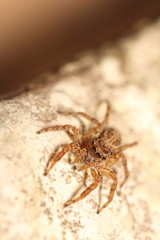 Jumping spider