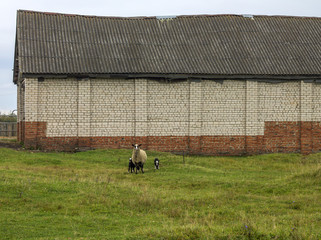 Obraz na płótnie Canvas Farm. Lamb with offspring grazing in meadow