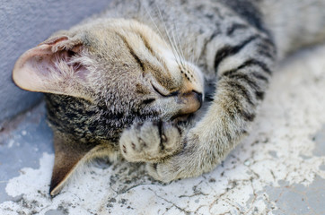 Small Kitty sleep