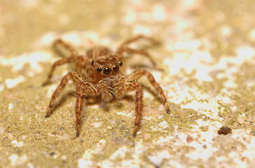 Jumping spider