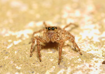 Jumping spider