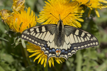 Machaon