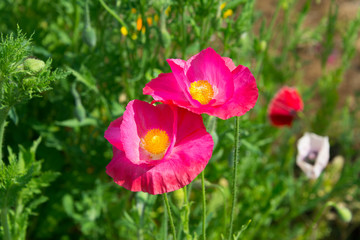 Obraz premium Pink Poppies