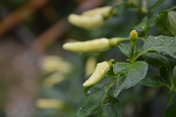 green chili in backyard garden