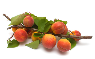 Apricots