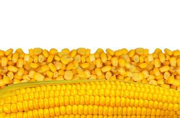 yellow corn grain isolated on white background