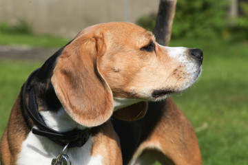 Beagle