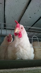 Белый петух на ферме