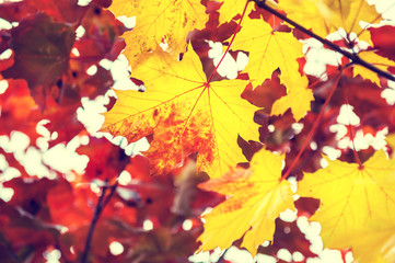 Yellow and red maple leaves in forest.