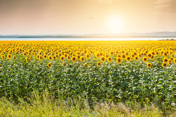 Field of yellow sunflowers at sunset.