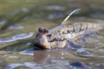 Mudskipper