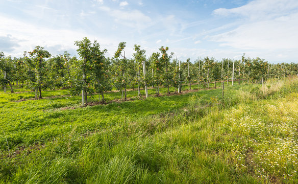 View at a modern apple orchard with low espaliers
