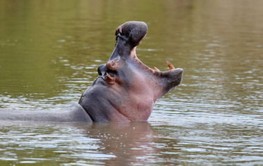 Hippo family