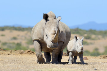 Obraz premium Rhino