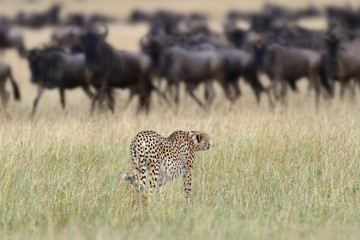 Cheetah