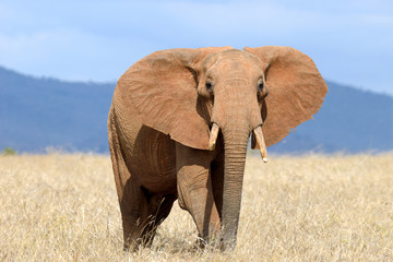 Fototapeta premium Elephant