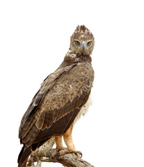 Tawny eagle