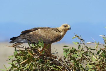 Tawny eagle