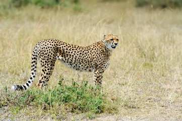 Cheetah