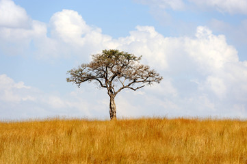 Landscape with tree in Africa