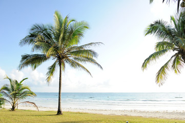 Obraz premium Palms and beach
