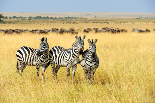 Fototapeta Zebra