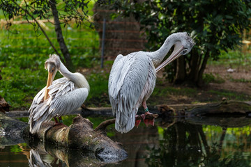 Pelícano oriental en el zoo de Madrid