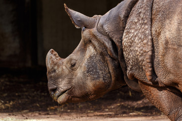 Rinoceronte en el zoo de Madrid