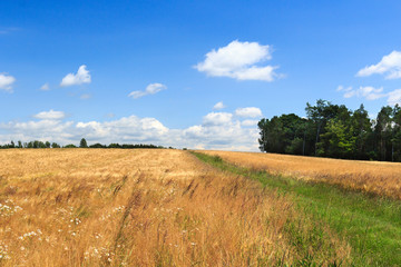 Fototapeta na wymiar Hiking path next to grain field with blue sky in Saxon Switzerland