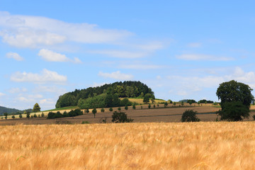 Beautiful landscape with hill, grain field and blue sky in Saxon Switzerland