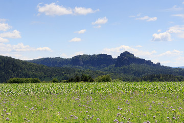 Fototapeta na wymiar Group of rocks Schrammsteine and Falkenstein with thistle field and blue sky in Saxon Switzerland