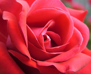 Rose Shapes - Macro di una rosa