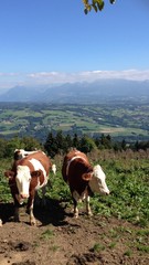 Naklejka premium Kühe auf einer Weide mit Blick auf den Mont Blanc