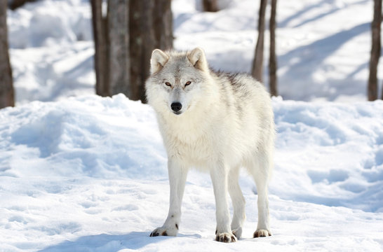 Fototapeta loup blanc en hiver