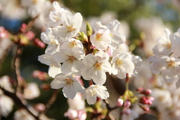 桜