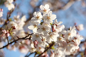 桜